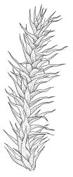 Campyliadelphus stellatus, shoot, dry. Drawn from A.J. Fife 8570, CHR 464917.
 Image: R.C. Wagstaff © Landcare Research 2014 